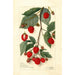 Rubus - Amanda Almira Newton — widok dzieła