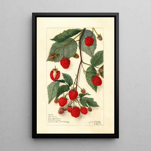 Rubus - Amanda Almira Newton — oprawiony obraz na ścianie