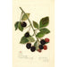 Rubus Joy - Amanda Almira Newton — widok dzieła