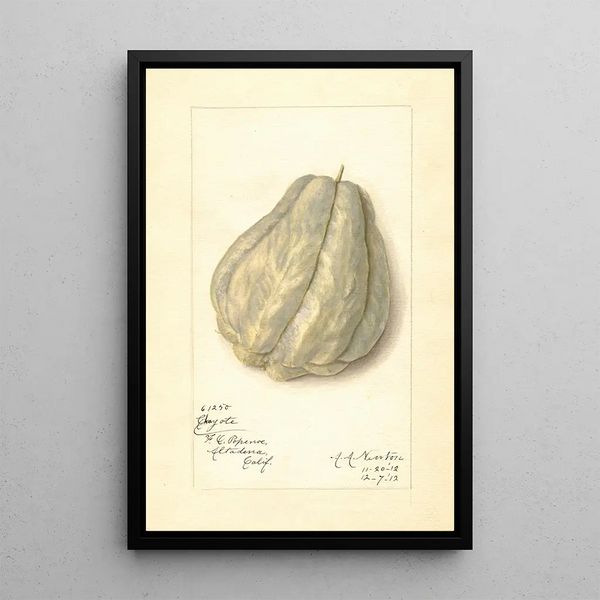 Reprodukcja obrazu Sechium edule - Amanda Almira Newton
