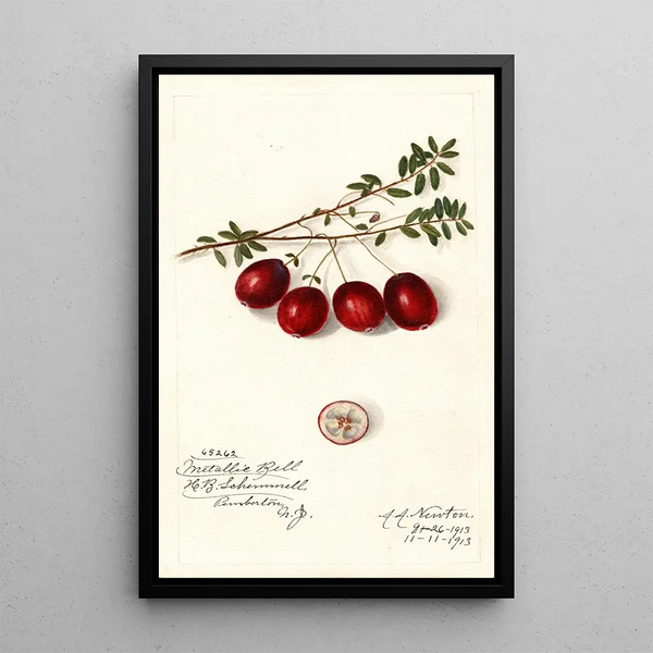 Vaccinium macrocarpon Metallic Bell - Amanda Almira Newton — oprawiony obraz na ścianie