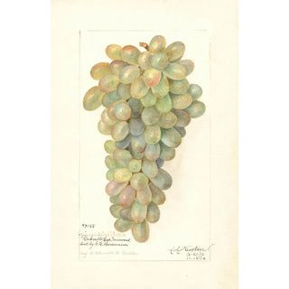 Amanda Almira Newton - Vitis.webp