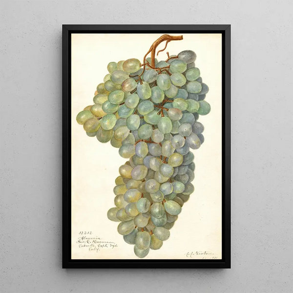 Reprodukcja obrazu Vitis Almeria - Amanda Almira Newton