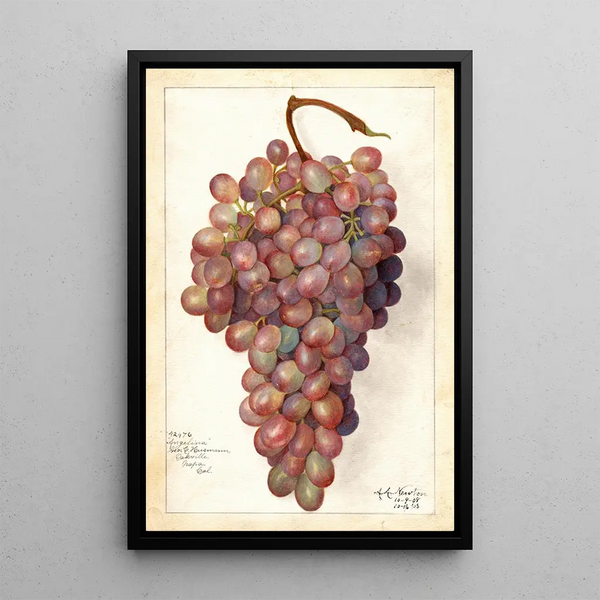 Vitis Angelina - Amanda Almira Newton — oprawiony obraz na ścianie