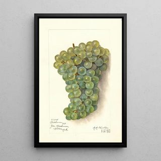 Amanda Almira Newton - Vitis Backman.webp