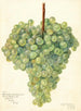 Vitis Clarette à Gros Grains - Amanda Almira Newton — widok dzieła