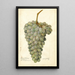 Reprodukcja obrazu Vitis Deis El Aunze - Amanda Almira Newton