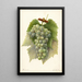 Reprodukcja obrazu Vitis Diamond - Amanda Almira Newton