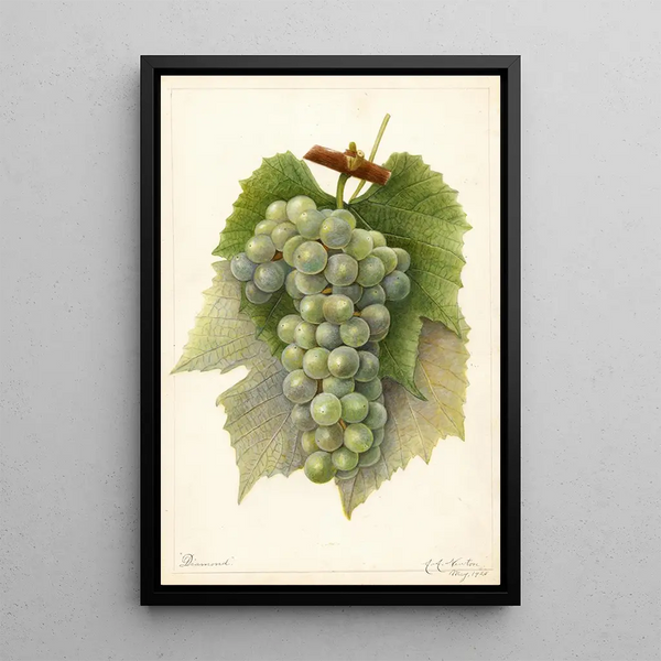 Reprodukcja obrazu Vitis Diamond - Amanda Almira Newton
