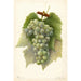 Reprodukcja obrazu Vitis Diamond - Amanda Almira Newton