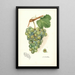 Reprodukcja obrazu Vitis Geraldine - Amanda Almira Newton