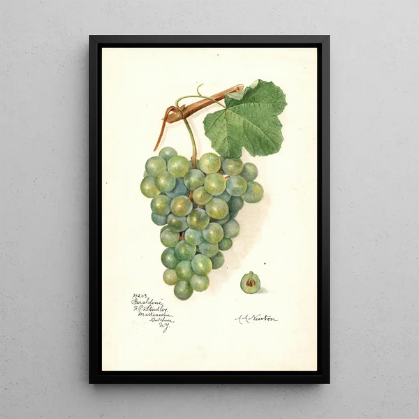 Reprodukcja obrazu Vitis Geraldine - Amanda Almira Newton