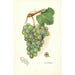 Reprodukcja obrazu Vitis Geraldine - Amanda Almira Newton