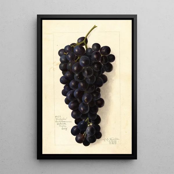 Vitis Goolabie - Amanda Almira Newton — oprawiony obraz na ścianie