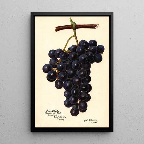 Reprodukcja obrazu Vitis King Philip - Amanda Almira Newton