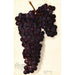 Vitis Malvasia Rosario - Amanda Almira Newton — widok dzieła