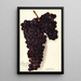 Vitis Malvasia Rosario - Amanda Almira Newton — oprawiony obraz na ścianie