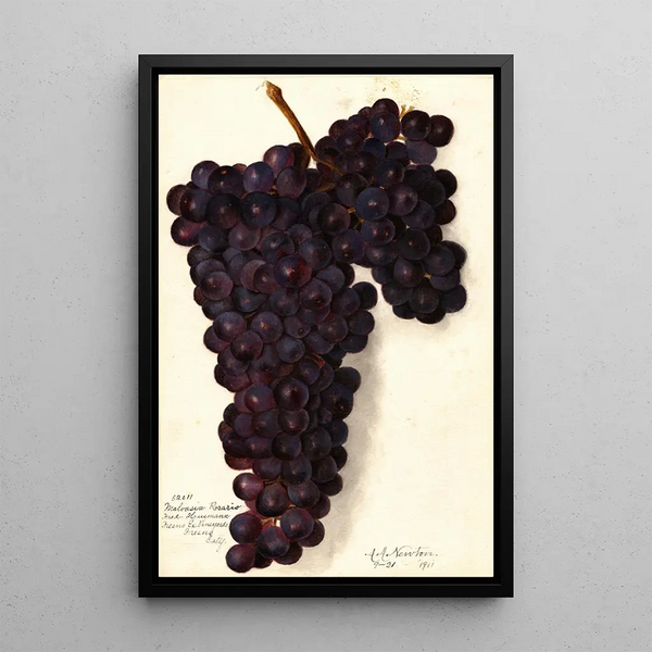 Vitis Malvasia Rosario - Amanda Almira Newton — oprawiony obraz na ścianie