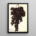 Reprodukcja obrazu Vitis Muscat Noir de Hongrie - Amanda Almira Newton