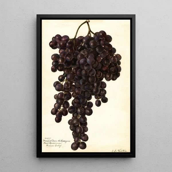 Reprodukcja obrazu Vitis Muscat Noir de Hongrie - Amanda Almira Newton