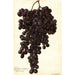 Reprodukcja obrazu Vitis Muscat Noir de Hongrie - Amanda Almira Newton