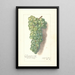 Reprodukcja obrazu Vitis Muscat St - Amanda Almira Newton
