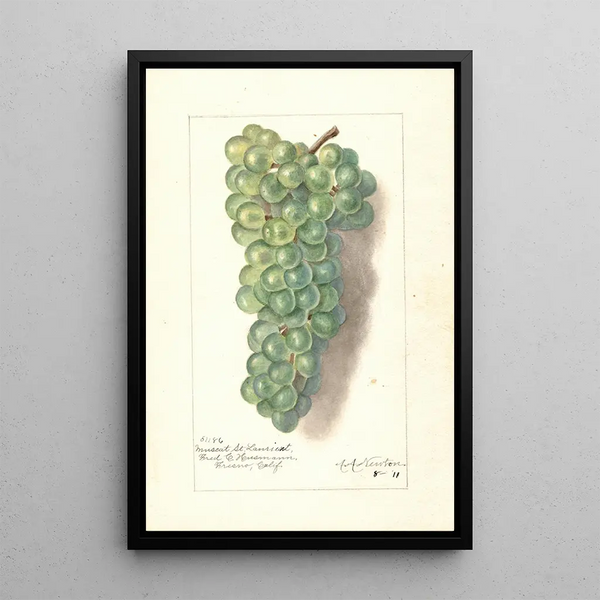 Reprodukcja obrazu Vitis Muscat St - Amanda Almira Newton