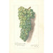 Reprodukcja obrazu Vitis Muscat St - Amanda Almira Newton