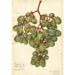 Vitis Muscat d'Alexandrie - Amanda Almira Newton — widok dzieła