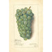 Vitis Niagara - Amanda Almira Newton — widok dzieła