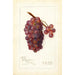 Vitis No - Amanda Almira Newton — widok dzieła