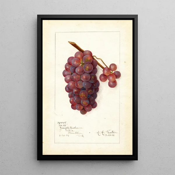 Vitis No - Amanda Almira Newton — oprawiony obraz na ścianie
