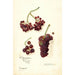 Vitis Panariti - Amanda Almira Newton — widok dzieła