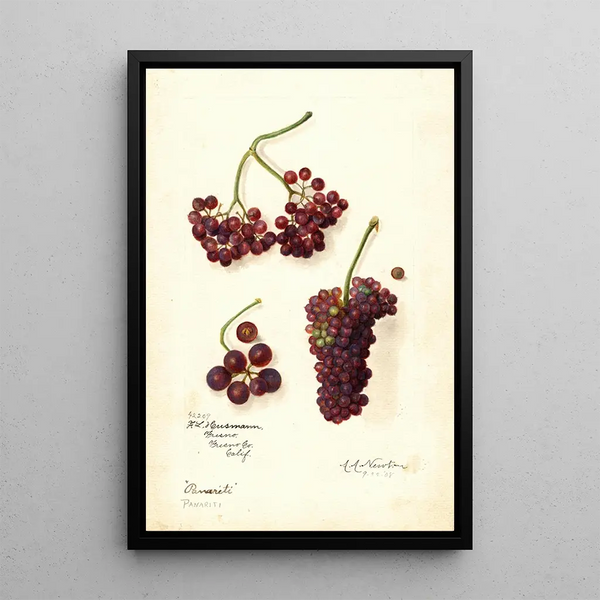 Vitis Panariti - Amanda Almira Newton — oprawiony obraz na ścianie