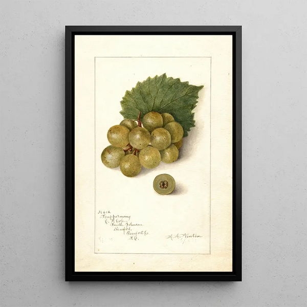 Vitis Scuppernong - Amanda Almira Newton — oprawiony obraz na ścianie