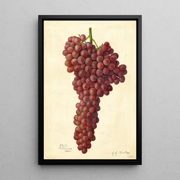 Reprodukcja obrazu Vitis Sultanina Rosea - Amanda Almira Newton