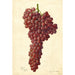 Reprodukcja obrazu Vitis Sultanina Rosea - Amanda Almira Newton