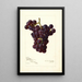 Reprodukcja obrazu Vitis Sunrise - Amanda Almira Newton