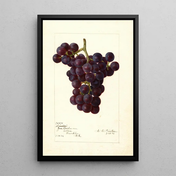 Reprodukcja obrazu Vitis Sunrise - Amanda Almira Newton