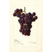 Reprodukcja obrazu Vitis Sunrise - Amanda Almira Newton
