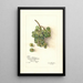 Reprodukcja obrazu Vitis White Southern - Amanda Almira Newton