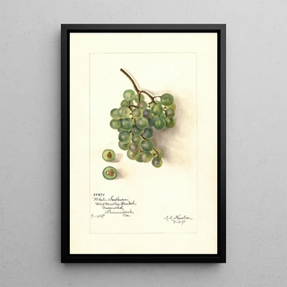 Amanda Almira Newton - Vitis White Southern.webp