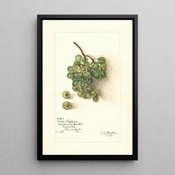 Reprodukcja obrazu Vitis White Southern - Amanda Almira Newton