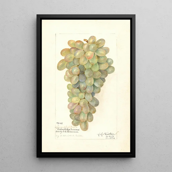 Vitis - Amanda Almira Newton — oprawiony obraz na ścianie