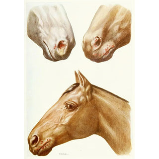 Amedeo John Engel Terzi - Stomatitis Eruptions.webp