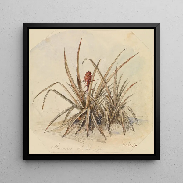 Ananas en fleurs - Ferdinand Keller