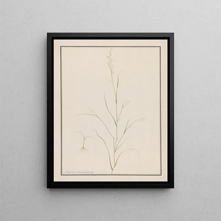 Andrew Fyfe - Eragrostis Tef.webp