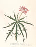 Jatropha Multifidis - Ann Lee — widok dzieła