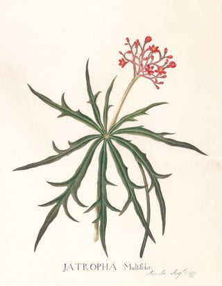 Jatropha Multifidis - Ann Lee — widok dzieła