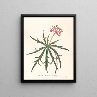 Jatropha Multifidis - Ann Lee — oprawiony obraz na ścianie